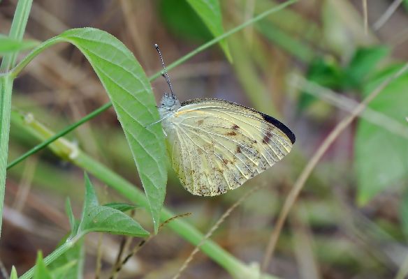 Dixeia doxo costata female 2
